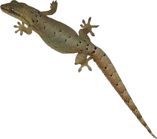 Lepidodactylus lugubris